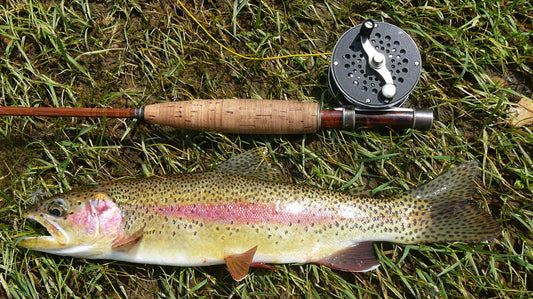 The Rainbow Trout: King of the Southern Appalachians