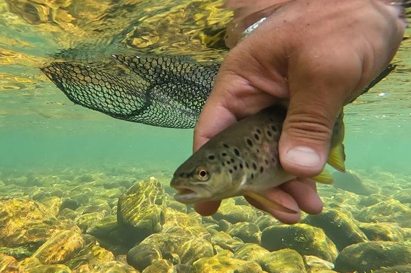 Trout Vision & Their Perception of Color - Mojo Sportswear Company